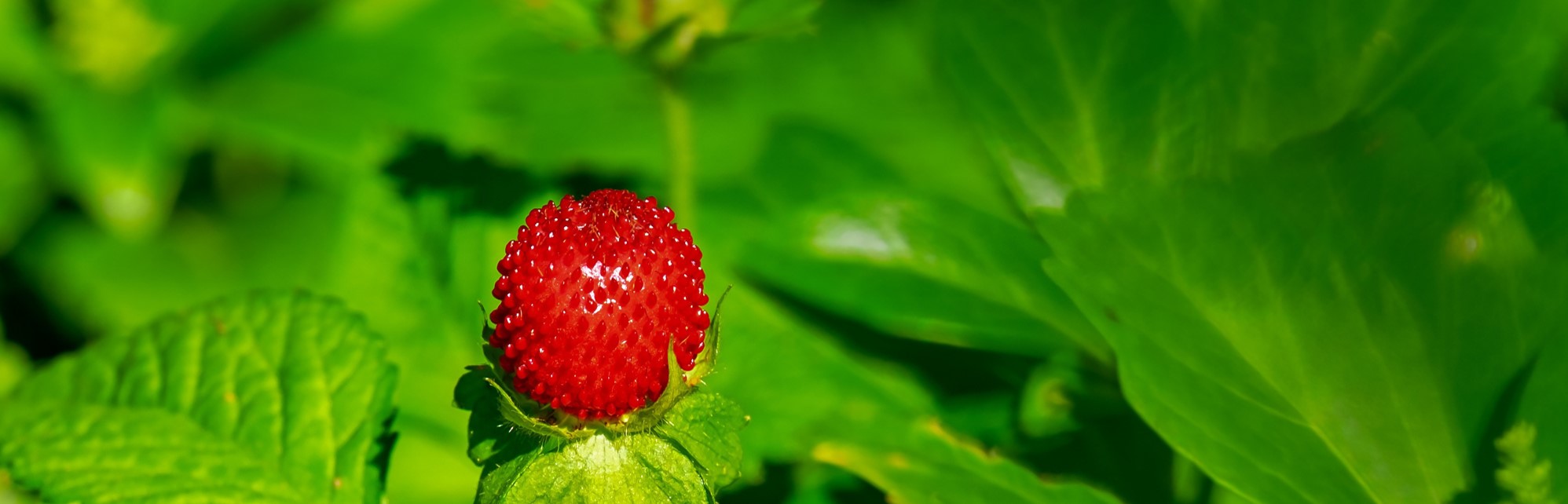 fraisier.jpg